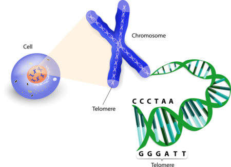 Mitochondrial-telomeres