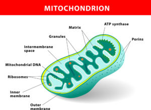 Diagram of a mitochondrion