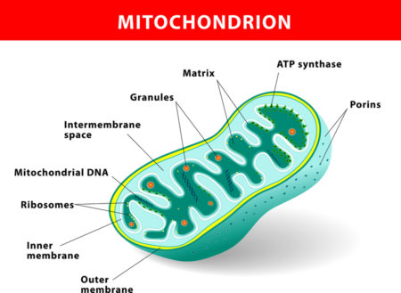 Mitochondria Shown to Trigger Cell Aging
