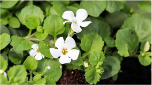 Bacopa plant used to boost brain health