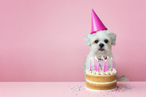 Cute puppy celebrates with birthday cake