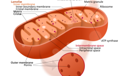 A Major Cause of Aging: Changes in Mitochondrial Function