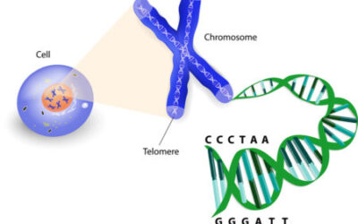 Are Telomeres the Key to Aging and Preventing Cancer?