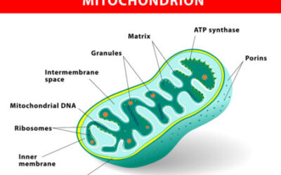 Mitochondria Shown to Trigger Cell Aging